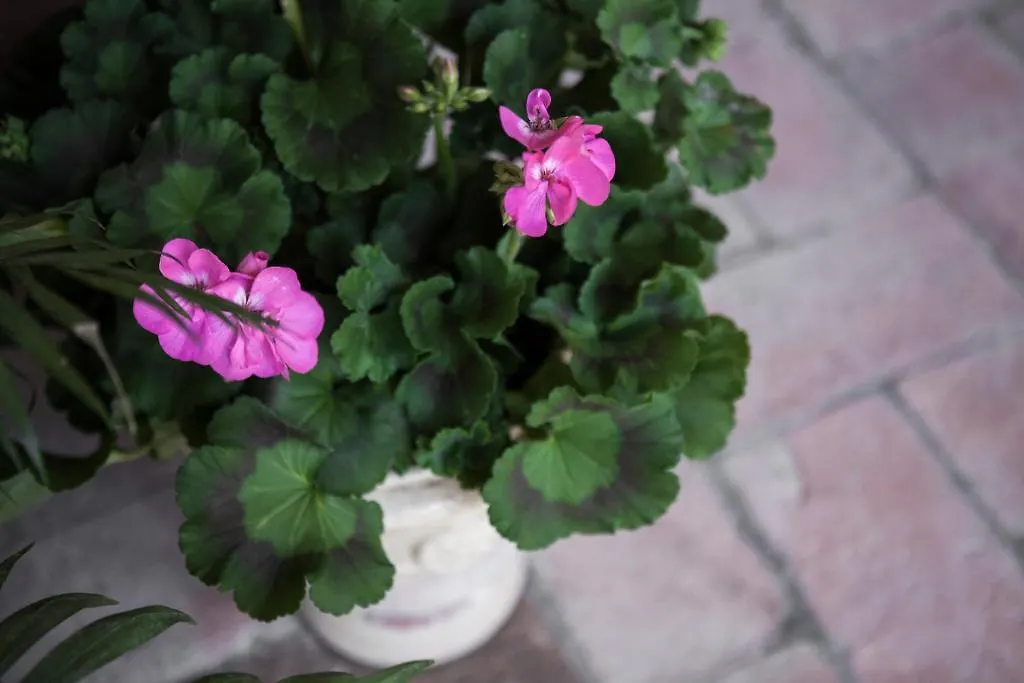 Villino Di Porporano Bed & Breakfast Parma